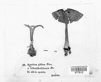 Infundibulicybe gibba image